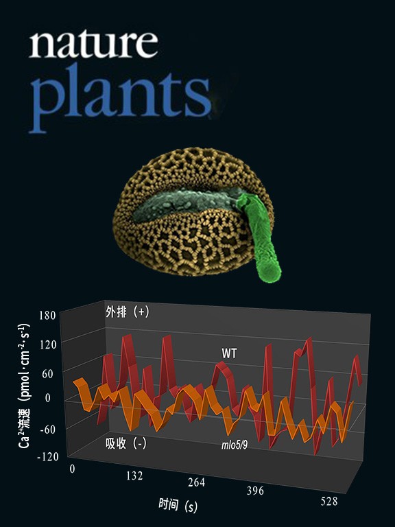 NMT監(jiān)測(cè)mlo5/9突變體花粉管鈣吸收異常致無(wú)法識(shí)別胚珠的擴(kuò)散信號(hào)
