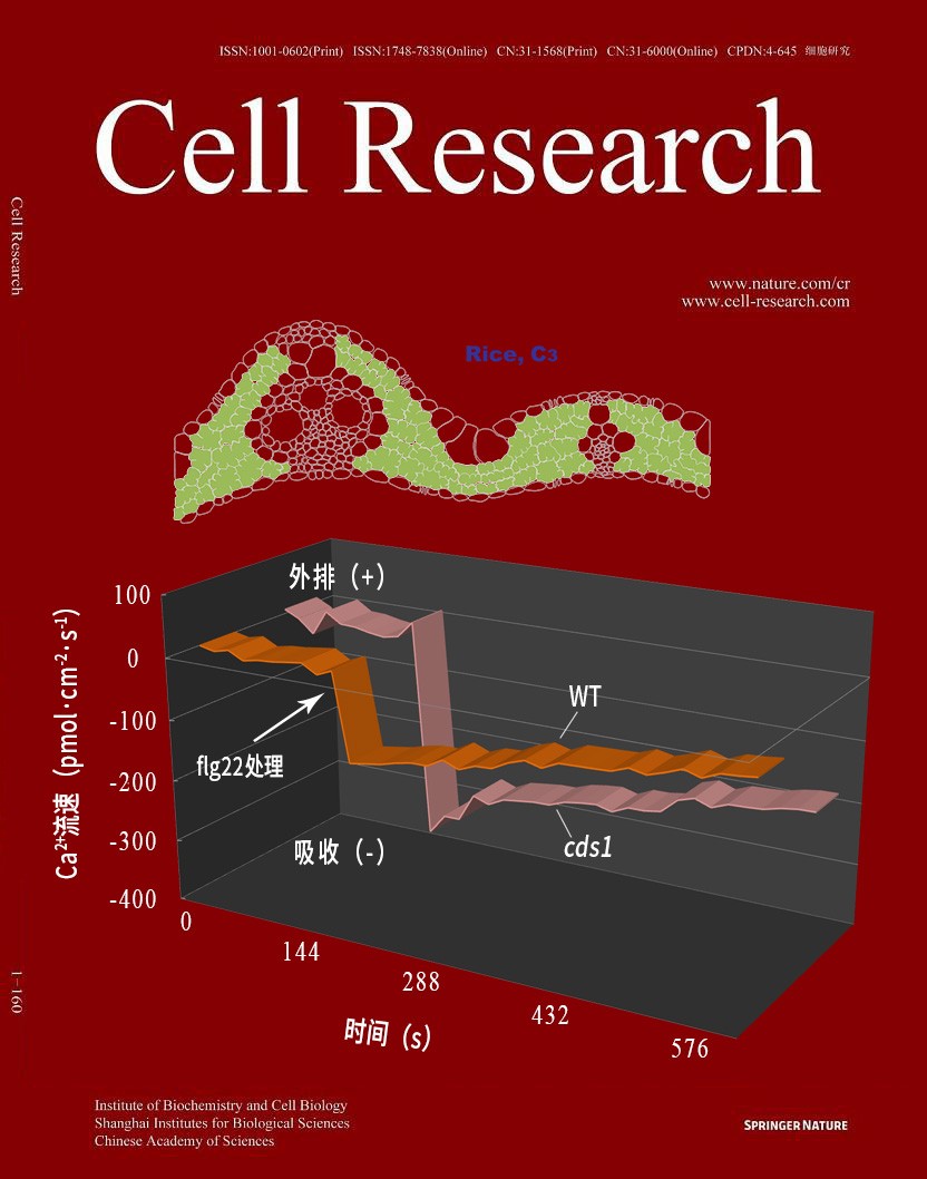 NMT鈣流為環(huán)核苷酸門(mén)控通道介導(dǎo)水稻抗病性機(jī)制研究提供關(guān)鍵證據(jù)