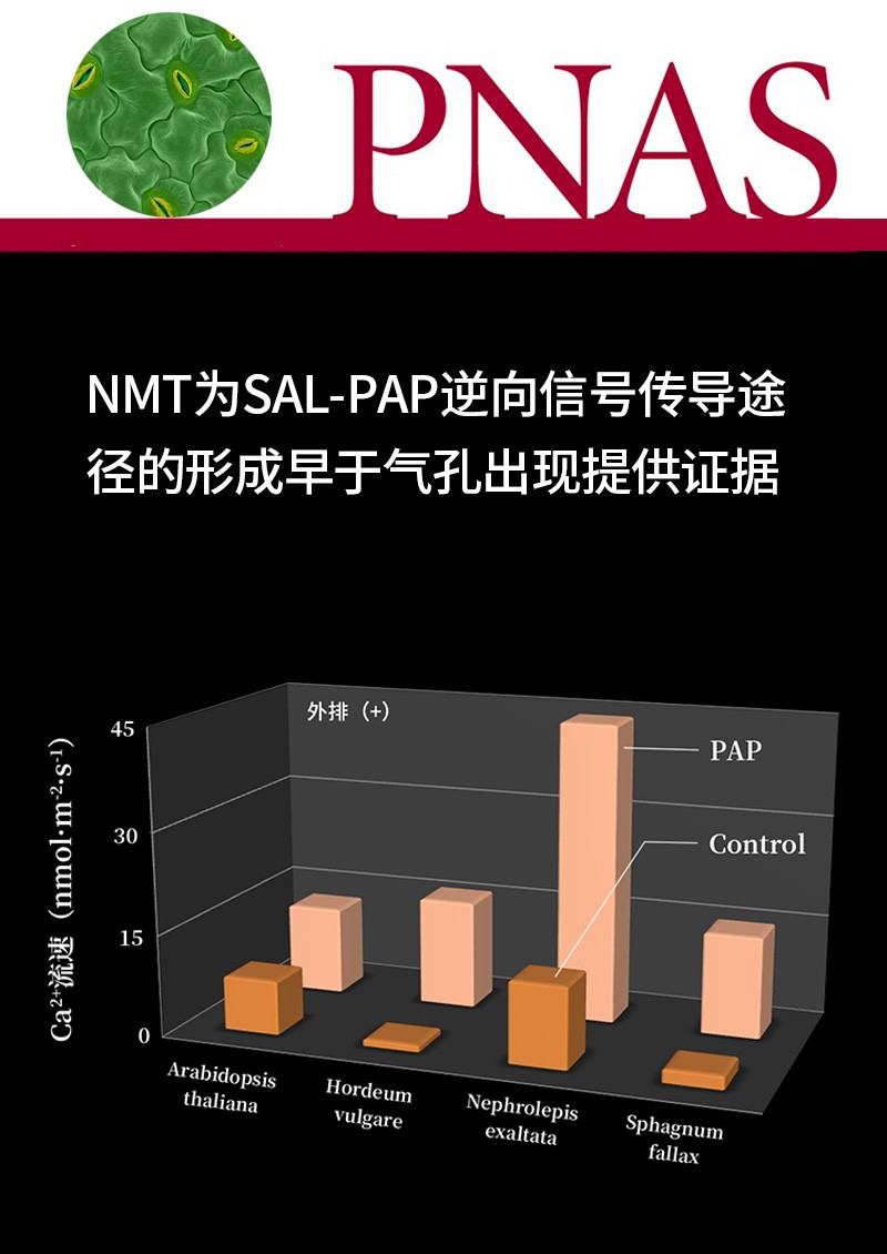 NMT為SAL-PAP逆向信號(hào)傳導(dǎo)途徑的形成早于氣孔出現(xiàn)提供證據(jù)