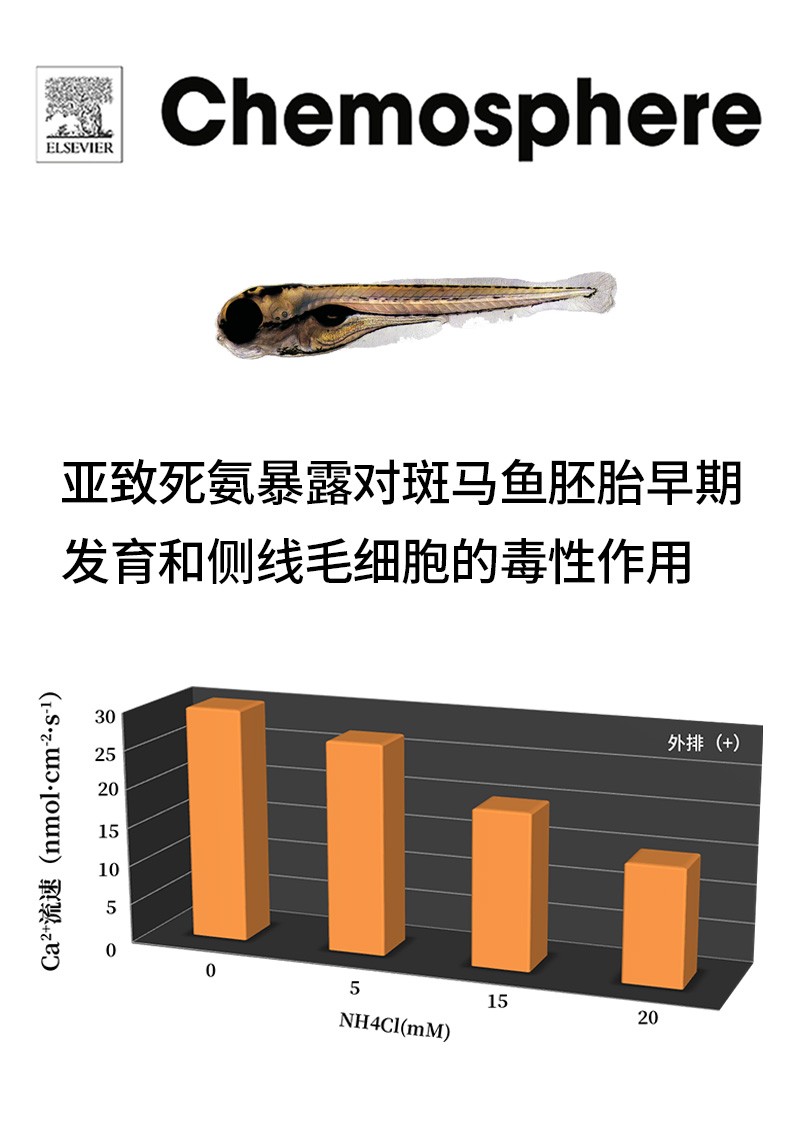 亞致死氨暴露對(duì)斑馬魚(yú)胚胎早期發(fā)育和側(cè)線毛細(xì)胞的毒性作用