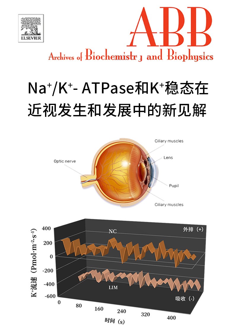 Na+/K+-ATPase和K+穩(wěn)態(tài)在近視發(fā)生和發(fā)展中的新見(jiàn)解