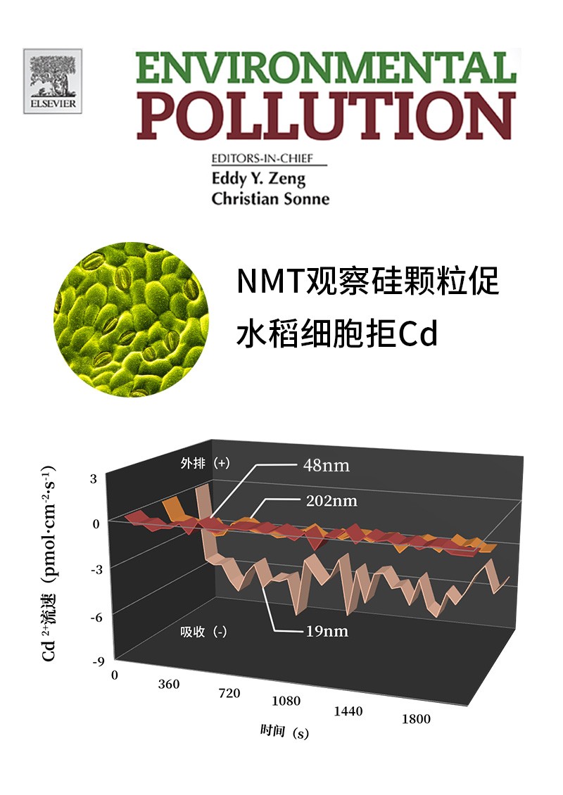 NMT觀察硅顆粒促水稻細(xì)胞拒Cd