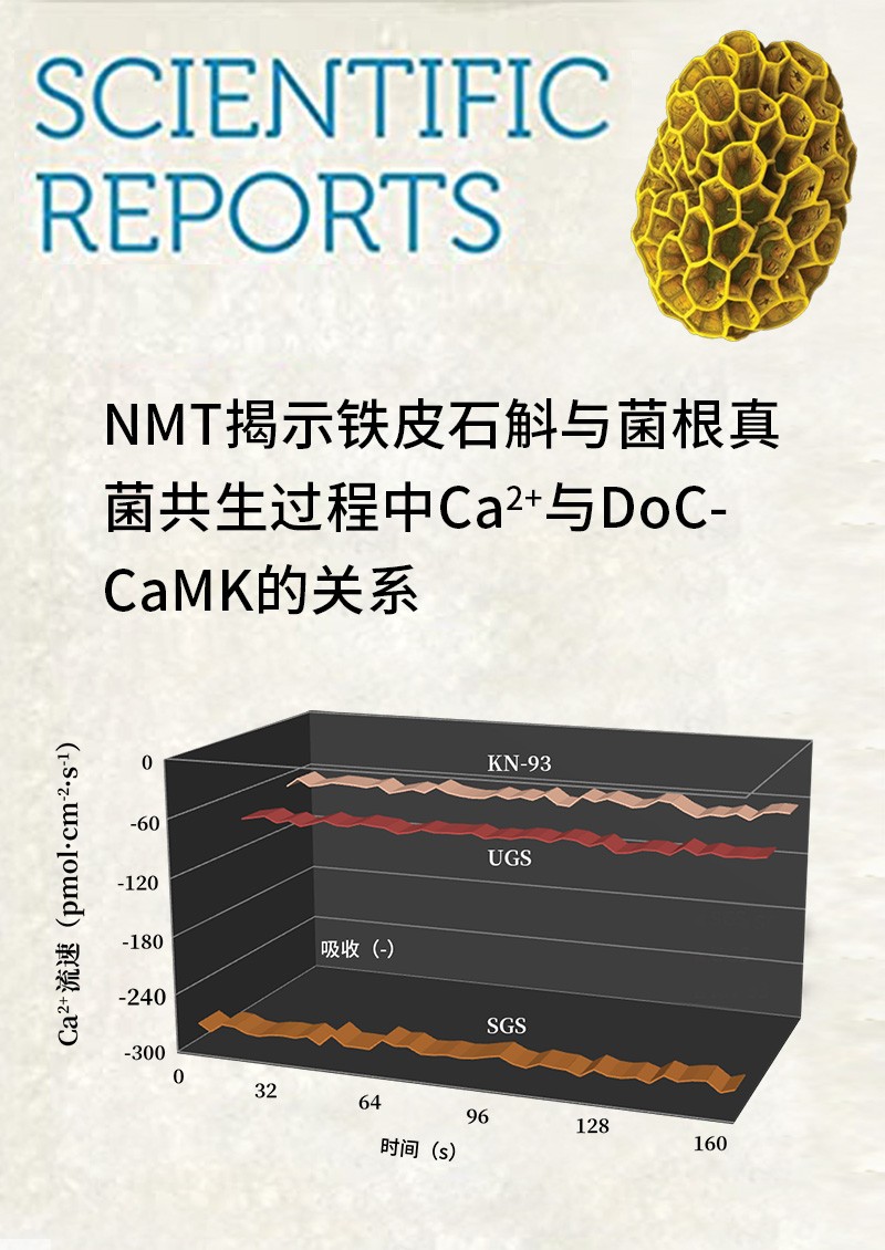 NMT揭示鐵皮石斛與菌根真菌共生過程中Ca2+與DoCCaMK的關(guān)系