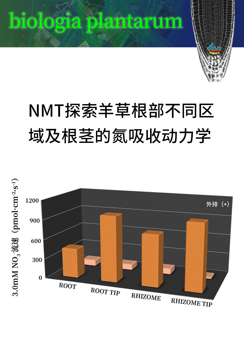 NMT探索羊草根部不同區(qū)域及根莖的氮吸收動(dòng)力學(xué)