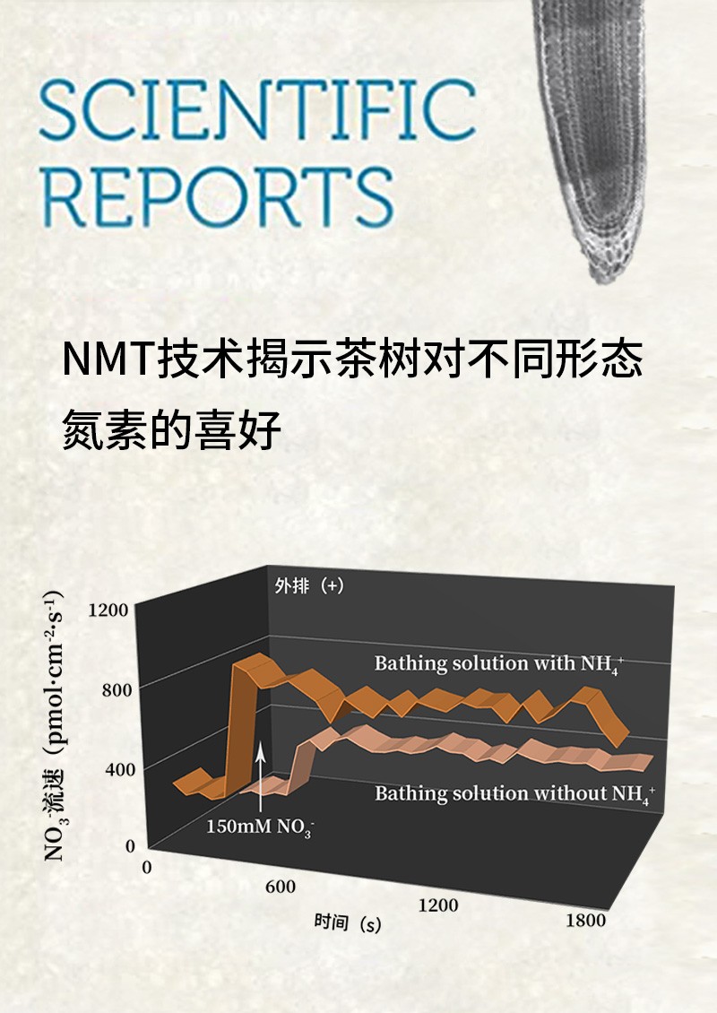 NMT技術(shù)揭示茶樹對(duì)不同形態(tài)氮素的喜好