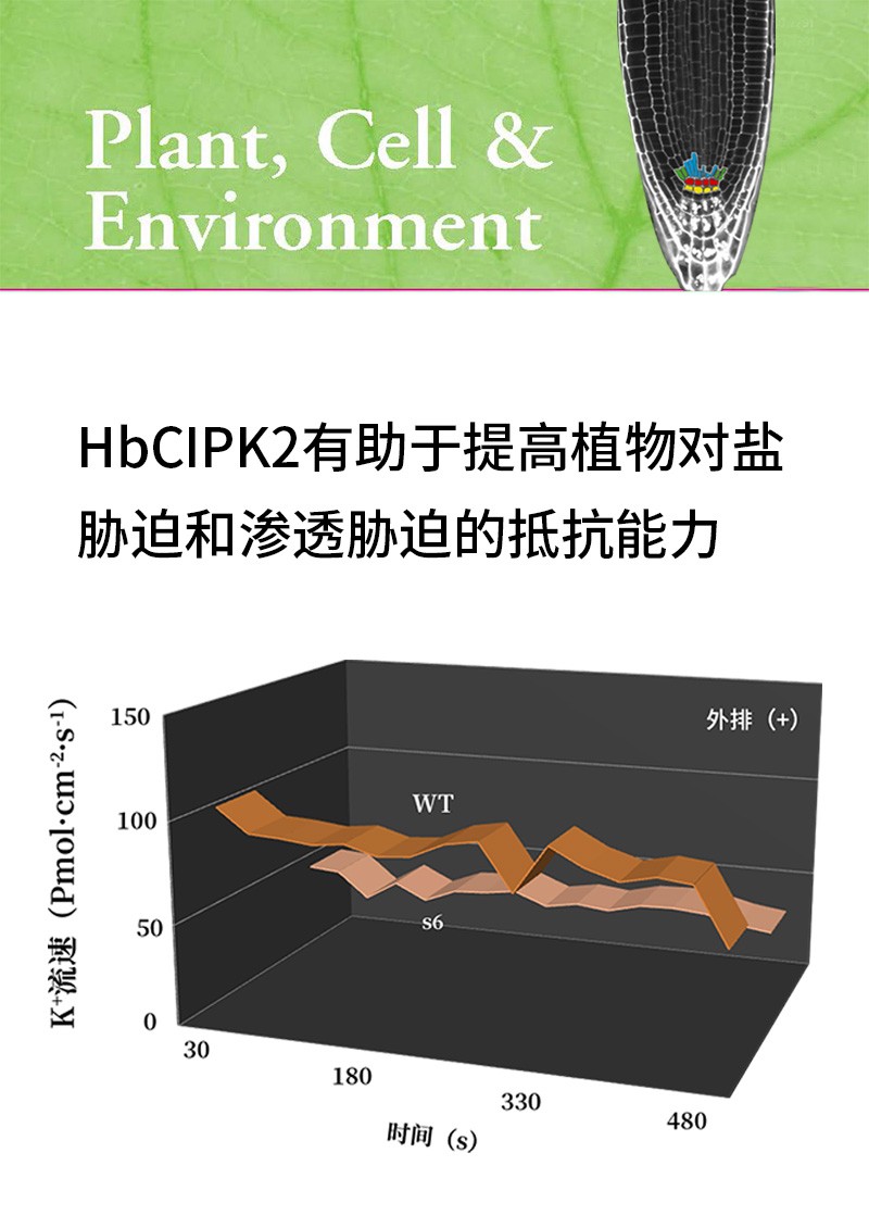 HbCIPK2有助于提高植物對(duì)鹽脅迫和滲透脅迫的抵抗能力