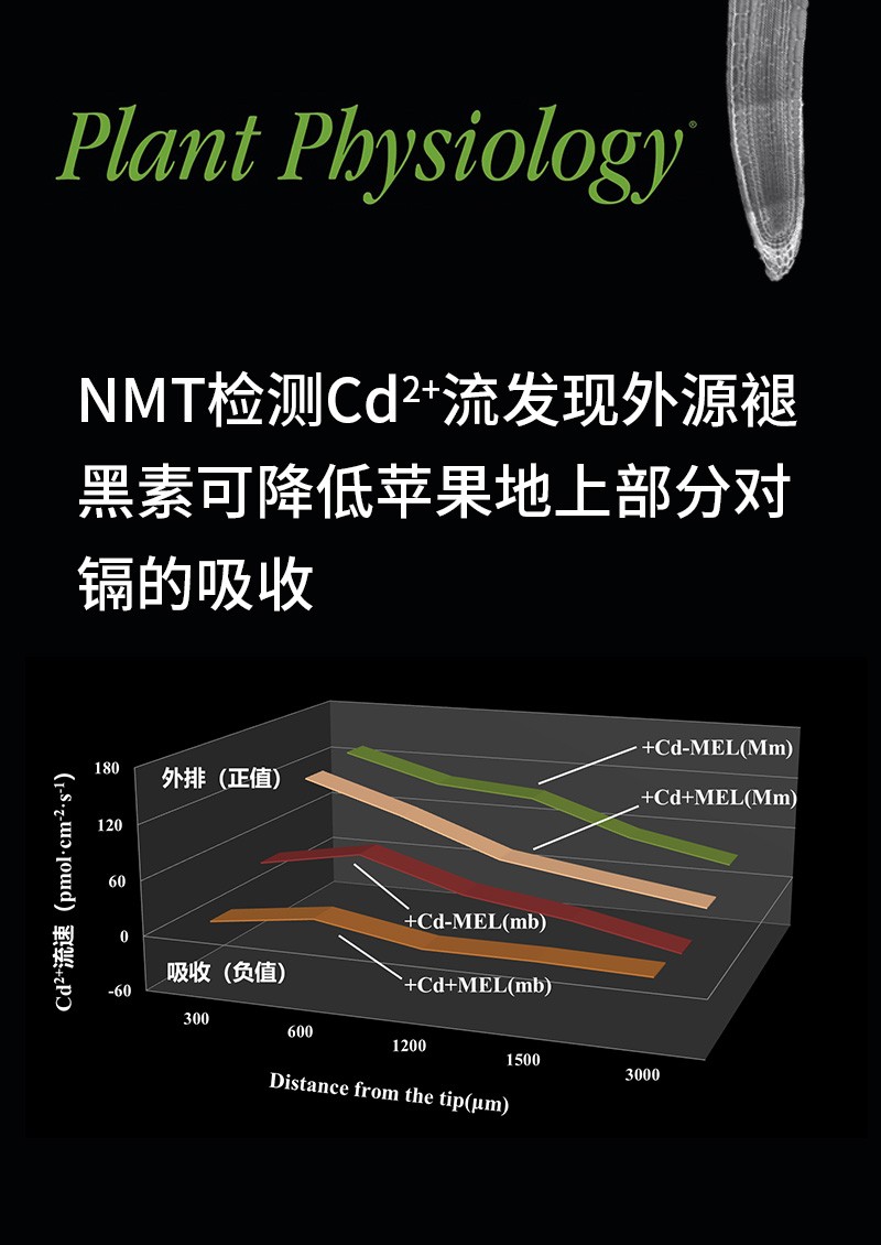 NMT檢測(cè)Cd2+流發(fā)現(xiàn)外源褪黑素可降低蘋果地上部分對(duì)鎘的吸收