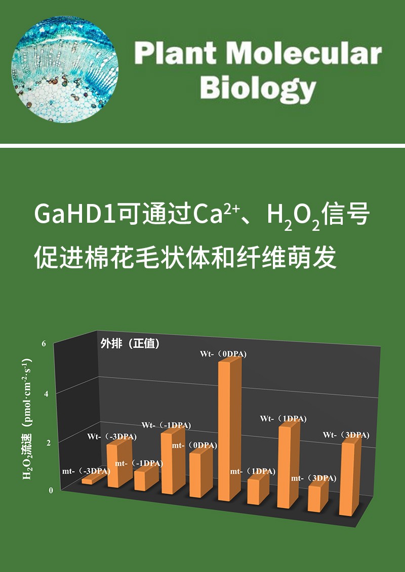 GaHD1可通過Ca2+、H2O2信號(hào)促進(jìn)棉花毛狀體和纖維萌發(fā)
