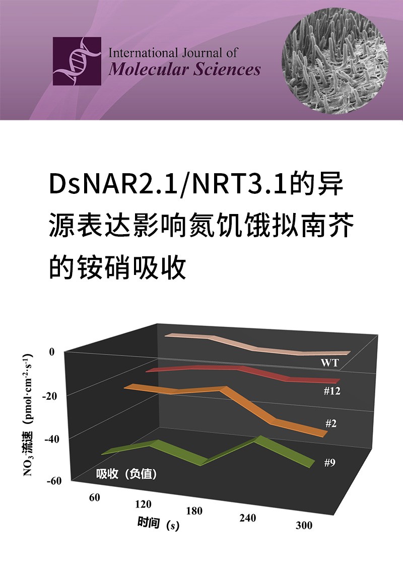 DsNAR2.1/NRT3.1的異源表達(dá)影響氮饑餓擬南芥的銨硝吸收