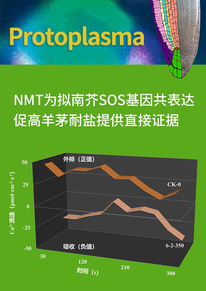 NMT為擬南芥SOS基因共表達(dá)促高羊茅耐鹽提供直接證據(jù)