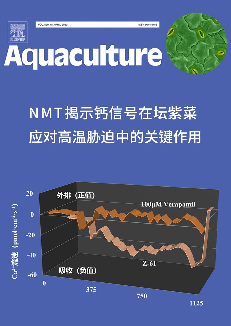 NMT揭示鈣信號(hào)在壇紫菜應(yīng)對(duì)高溫脅迫中的關(guān)鍵作用