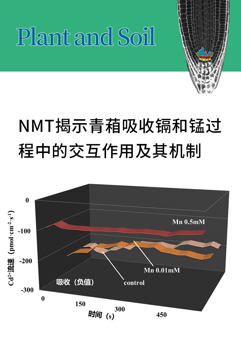 NMT揭示青葙吸收鎘和錳過(guò)程中的交互作用及其機(jī)制