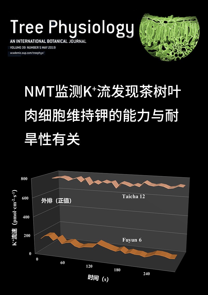NMT監(jiān)測(cè)K+流發(fā)現(xiàn)茶樹葉肉細(xì)胞維持鉀的能力與耐旱性有關(guān)