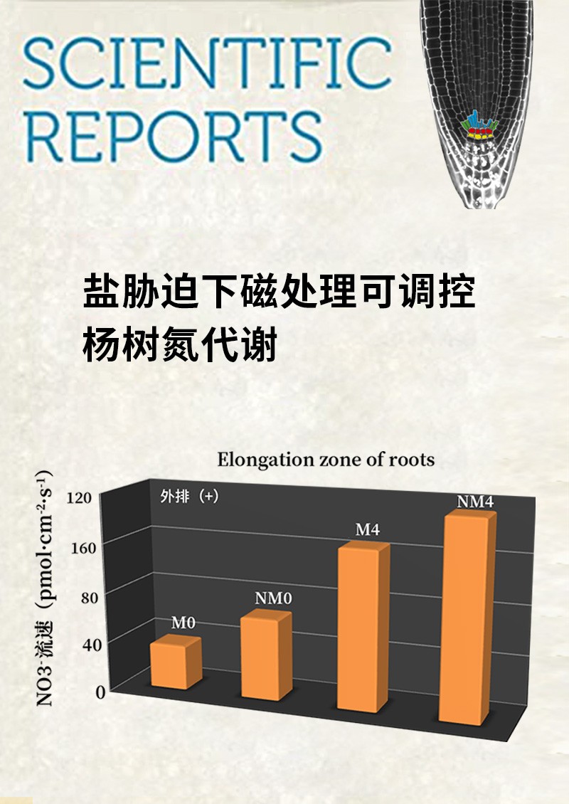 鹽脅迫下磁處理可調(diào)控楊樹氮代謝