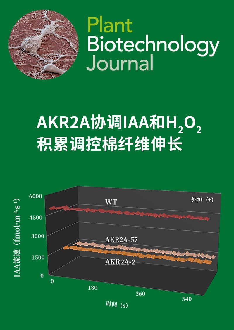AKR2A協(xié)調(diào)IAA和H2O2積累調(diào)控棉纖維伸長