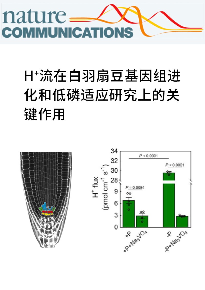 H+流在白羽扇豆基因組進(jìn)化和低磷適應(yīng)研究上的關(guān)鍵作用